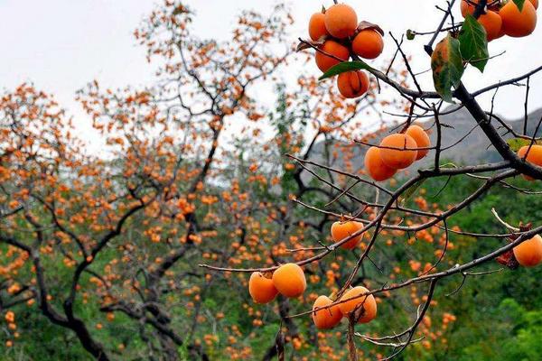 柿子树多久能结果