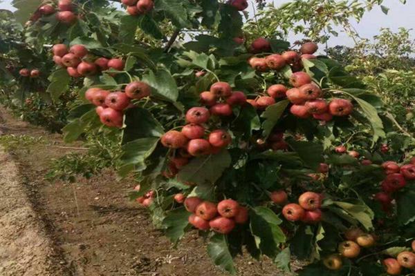 山楂怎么种