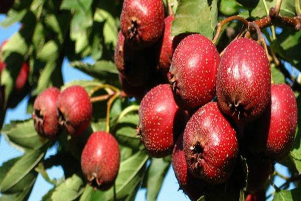 山楂的种类