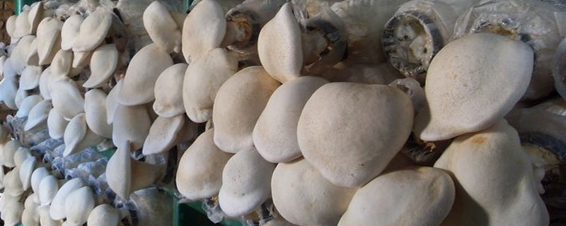 白灵菇需要焯水吗 干白灵菇怎么泡发