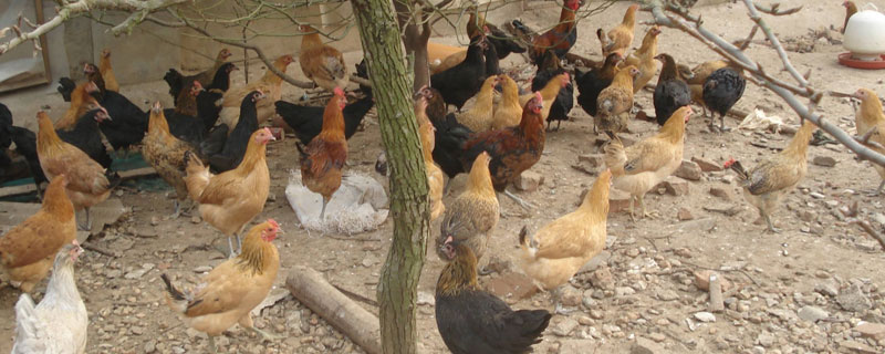 现在农村养鸡赚钱吗?