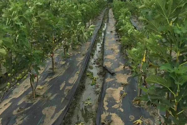 无花果种植方法