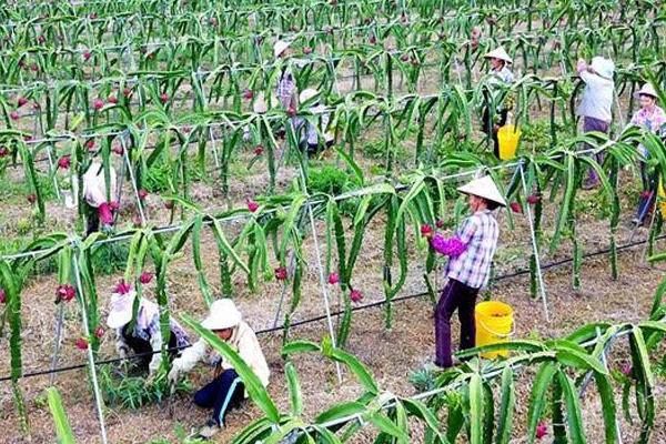 种火龙果为什么要开灯