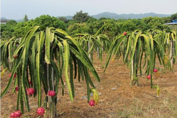 种火龙果为什么要开灯