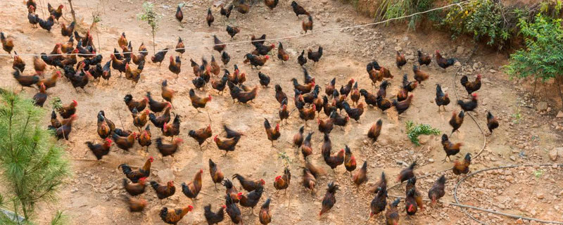 农村养鸡怎么找销路?