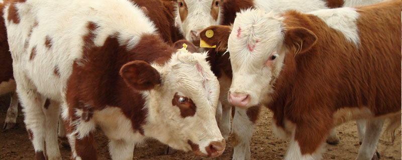 养牛能贷款吗？可申请养殖业贷款，附需要的资料及申请流程和注意事项