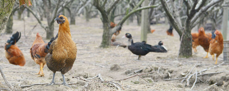 新手养鸡需要准备什么？资深养鸡户给新手这8个建议