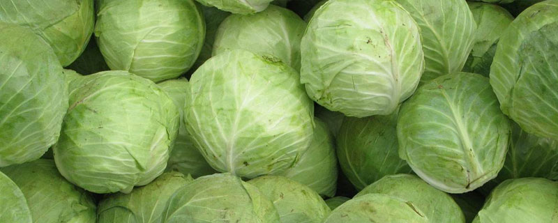卷心菜市场价格多少钱一斤 卷心菜什么时候上市（几月）