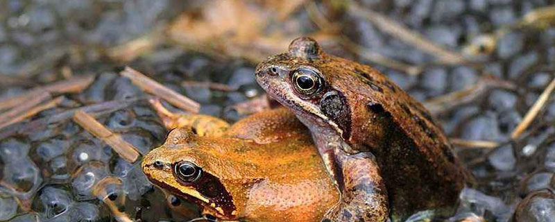 林蛙养殖环境