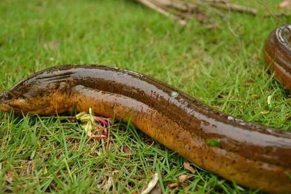 农村养殖什么不愁销路