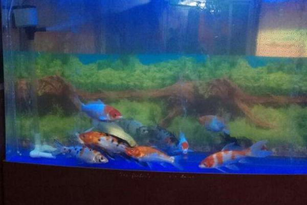 为什么养七条鲤鱼