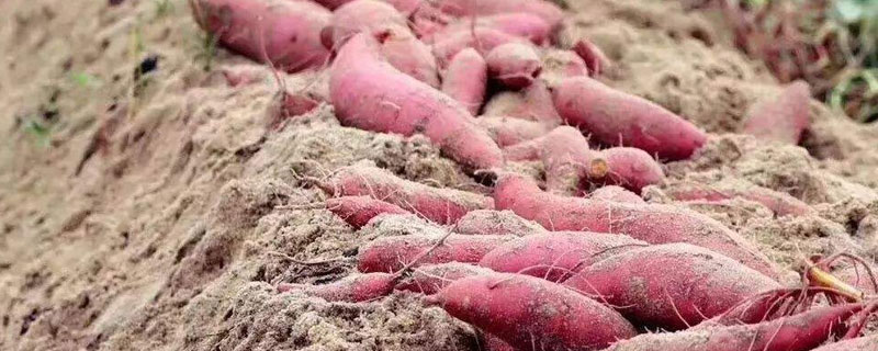 蜜薯什么时候种植 北方能种植蜜薯吗