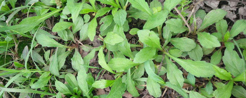 马兰头什么时候种（播种时间）马兰头种植技术