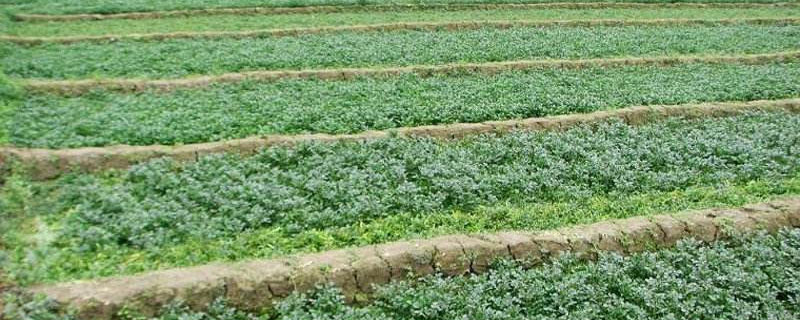 豆瓣菜是什么种出来的 豆瓣菜能在旱地种植吗