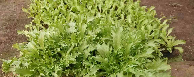 京水菜种子怎么种 京水菜高产栽培技术