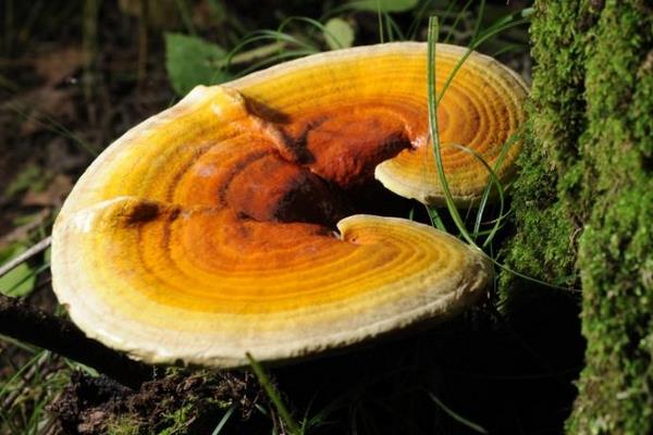 灵芝的功效与作用及禁忌