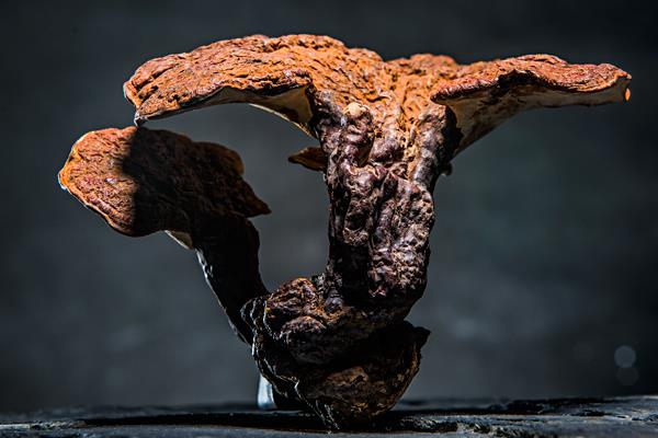 灵芝的功效与作用及禁忌