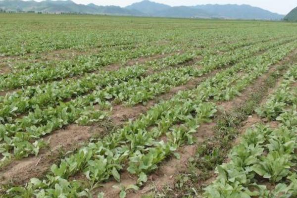 板蓝根的种植方法 板蓝根如何种植