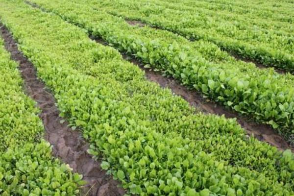 板蓝根的种植方法 板蓝根如何种植