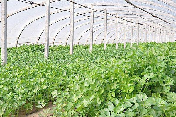 香菜种植时间和方法