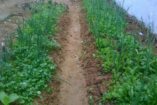 香菜怎么种 香菜种植技术