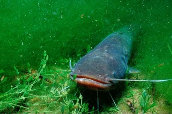 清江鱼和鲶鱼的区别是什么 鲶鱼的特征及生活习性 鲶鱼的种类