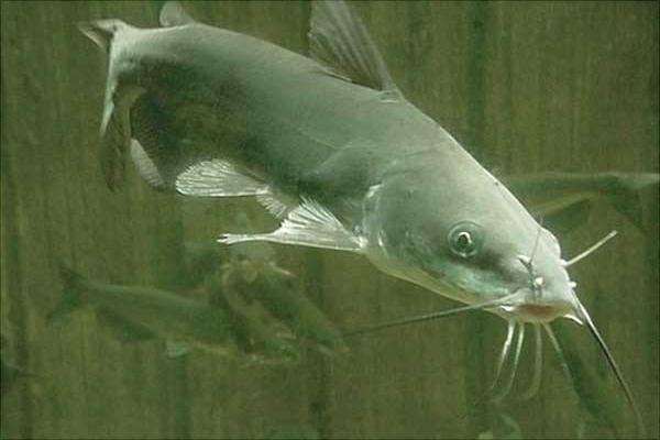 为什么说鲶鱼是世界上最脏的鱼 如何挑选鲶鱼 怎么清洗鲶鱼