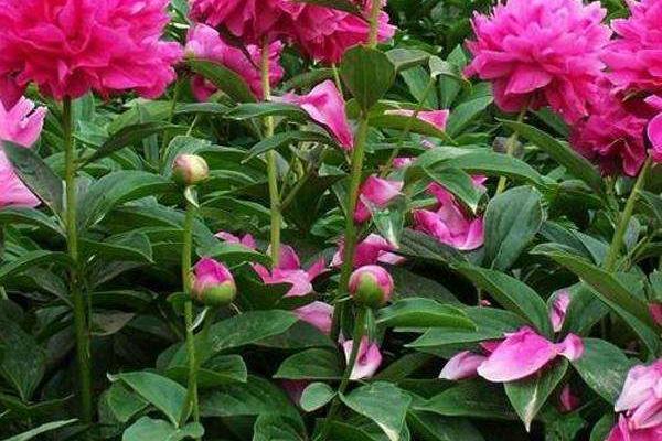 赤芍和白芍的区别是什么 芍药是白芍吗