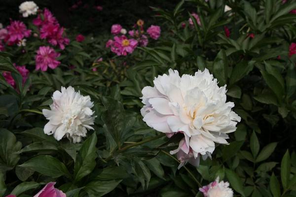 赤芍和白芍的区别是什么 芍药是白芍吗