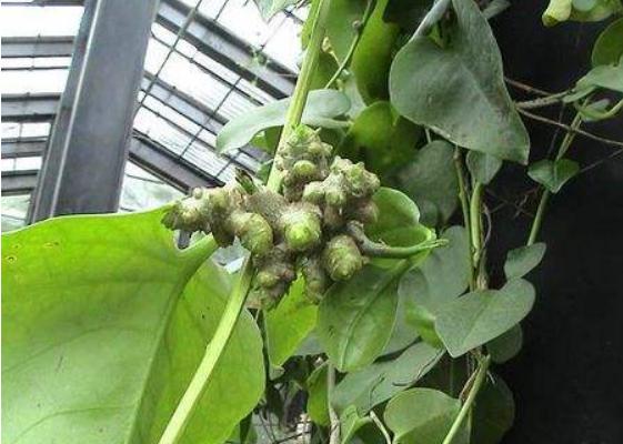 藤三七和三七的区别是什么