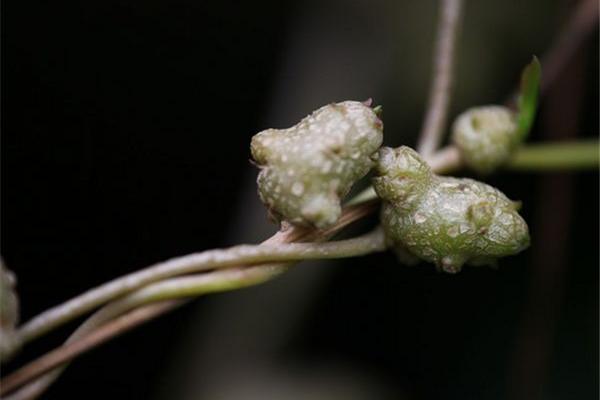 藤三七和三七的区别是什么