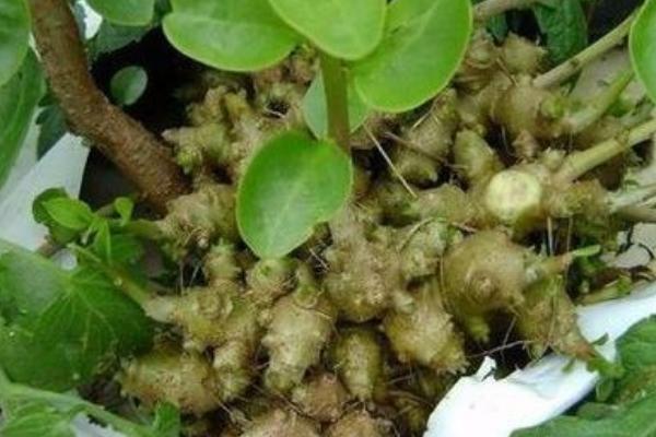 藤三七和三七的区别是什么