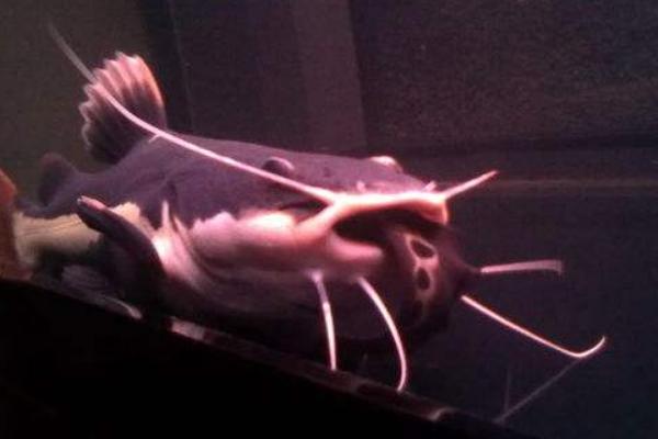 鲶鱼效应是什么意思 鲶鱼效应启示及寓意