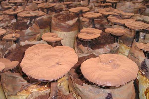 灵芝种子价格多少钱一斤 灵芝种子的品种