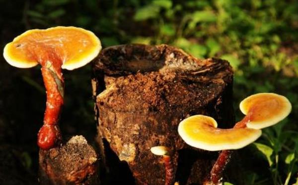 灵芝长在什么地方 灵芝的生长环境