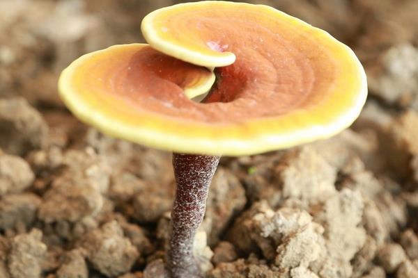 灵芝长在什么地方 灵芝的生长环境