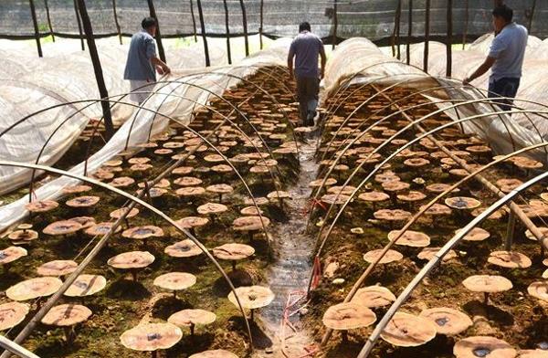 灵芝长在什么地方 灵芝的生长环境