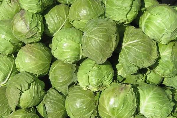 甘蓝菜市场价格多少钱一斤