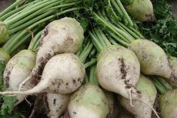 芥菜头适合上什么复合肥  芥菜头的施肥方法