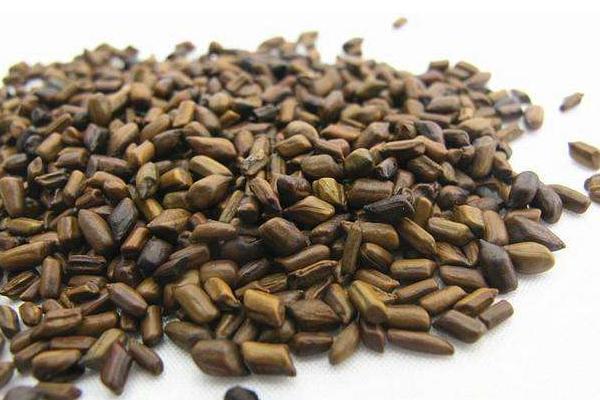 孕妇能用决明子枕头吗 决明子枕头和荞麦枕头哪个好