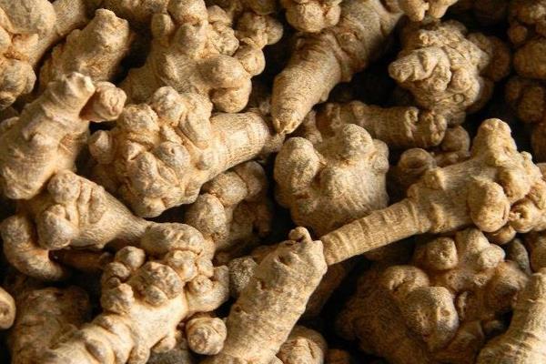 三七怎么吃最好 三七粉能长期服用吗