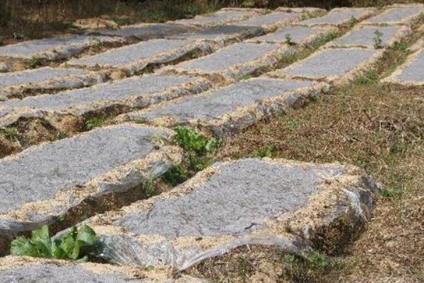 天麻科学种植技术