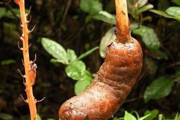 天麻科学种植技术