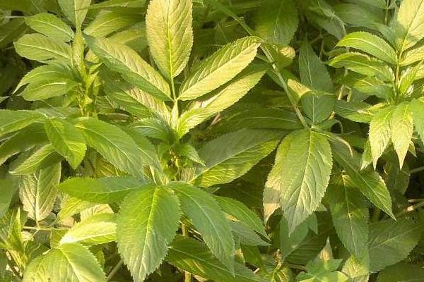 天麻科学种植技术