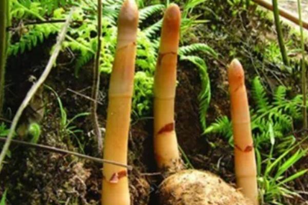 天麻科学种植技术