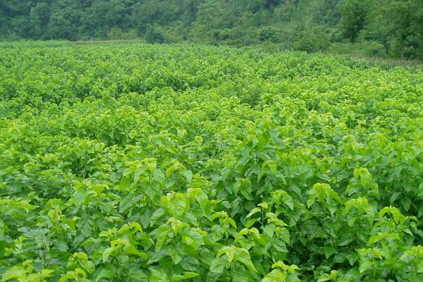 天麻种植一亩多少投资 天麻种植亩产利润