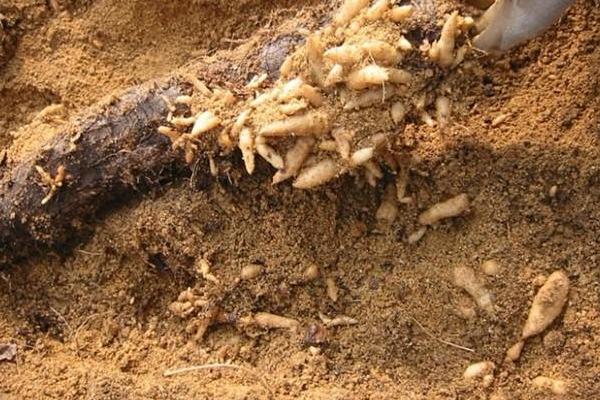 天麻种植的季节