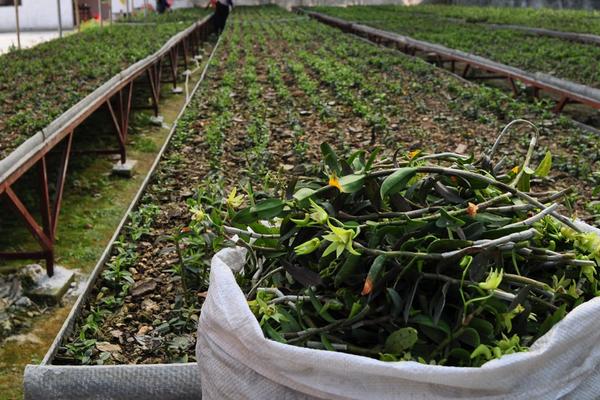 铁皮石斛种植技术 石斛怎么种植