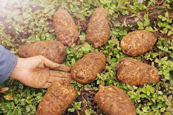 野生天麻与种植天麻的区别是什么