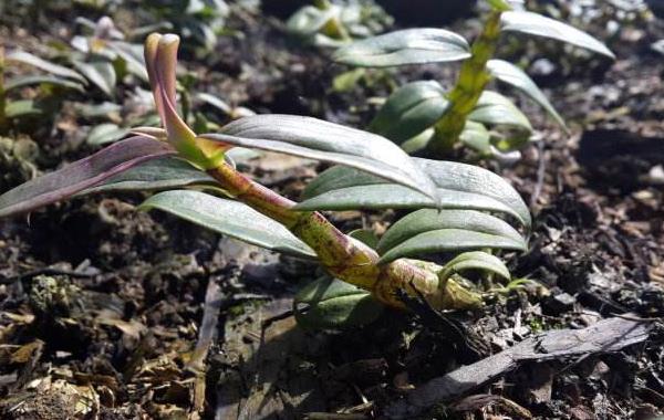 铁皮石斛用什么肥料好